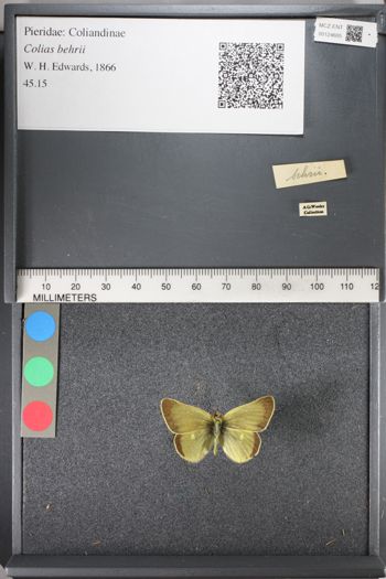 Media type: image;   Entomology 124605